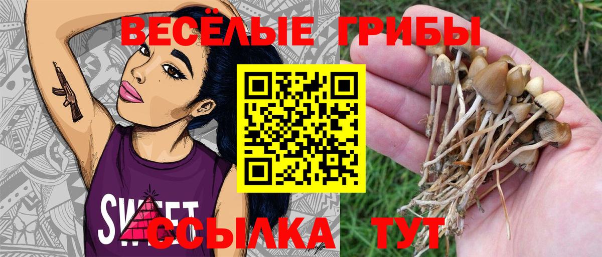 Псилоцибиновые грибы Psilocybine cubensis Котлас